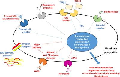 Fibrosis in Arrhythmogenic Cardiomyopathy: The Phantom Thread in the Fibro-Adipose Tissue
